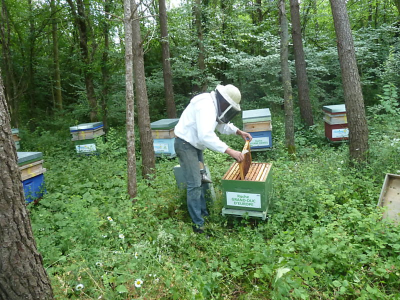 La ruche Grand-duc d europe
