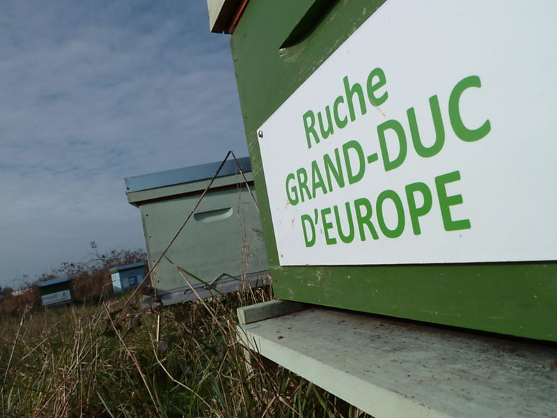 La ruche Grand-duc d europe