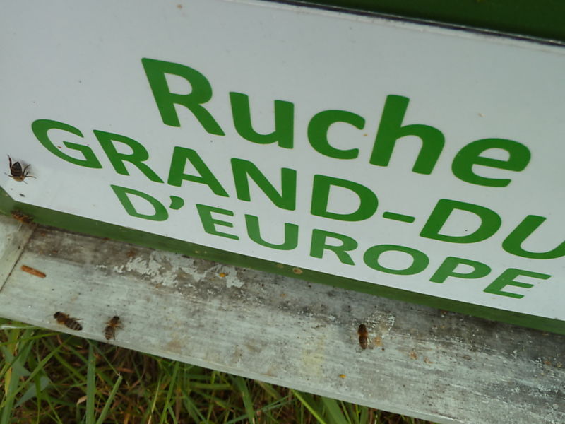 La ruche Grand-duc d europe