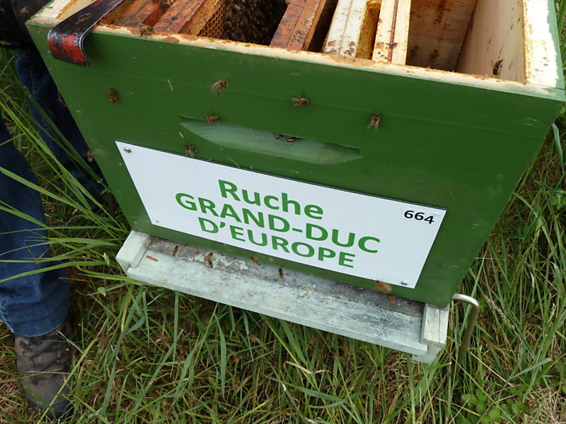 La ruche Grand-duc d europe