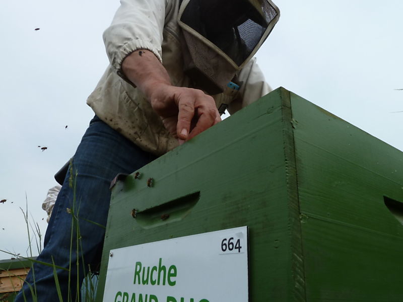La ruche Grand-duc d europe