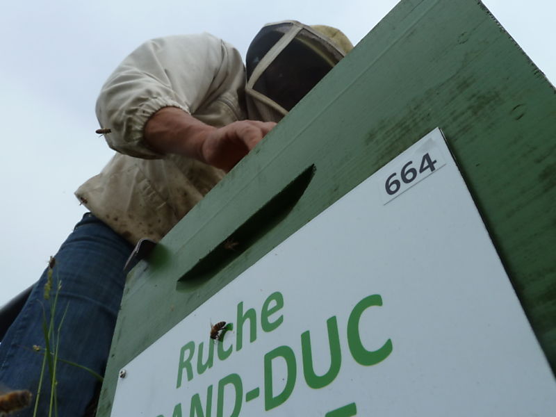 La ruche Grand-duc d europe