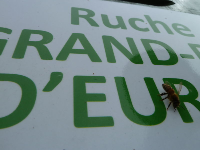 La ruche Grand-duc d europe