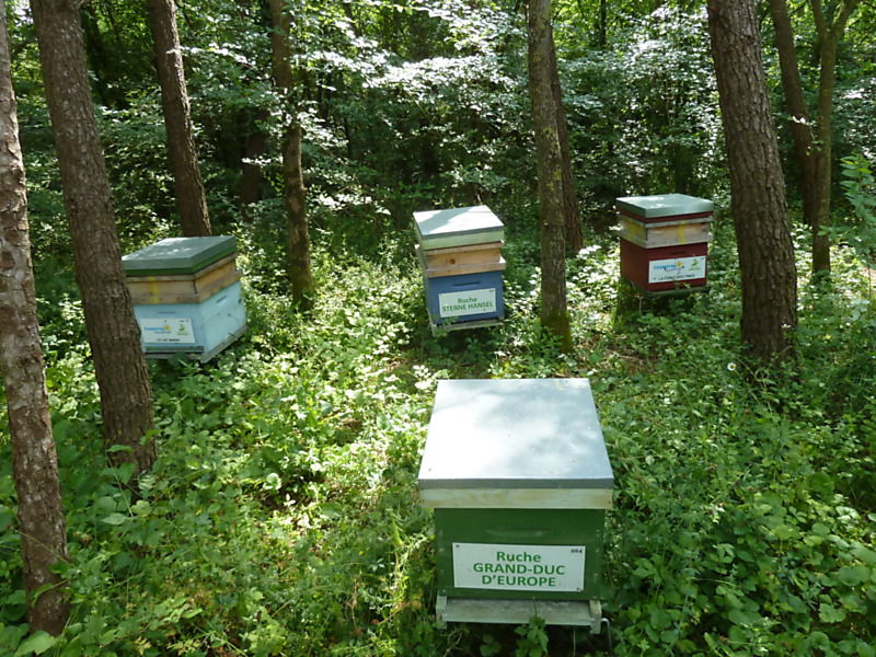 La ruche Grand-duc d europe