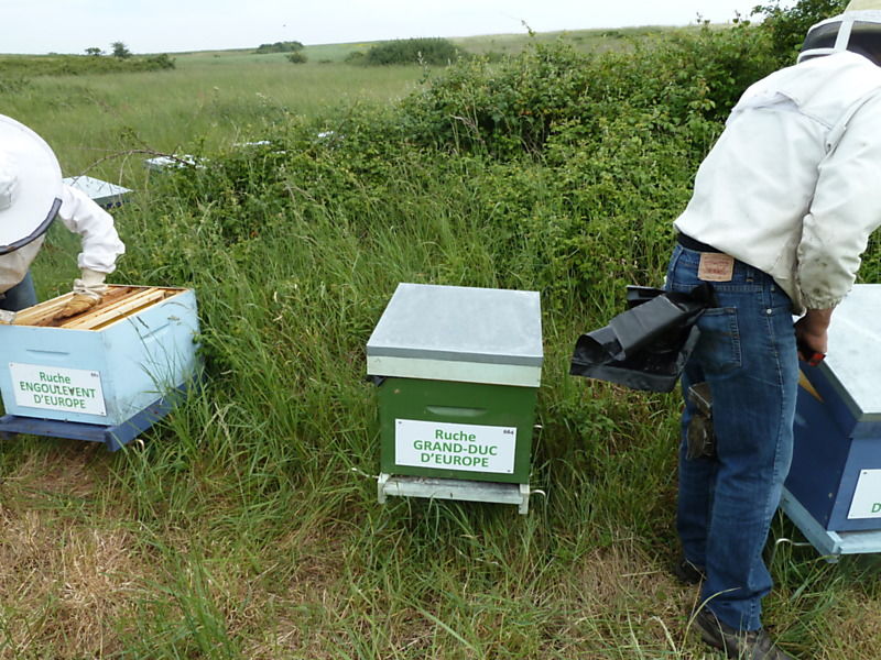 La ruche Grand-duc d europe