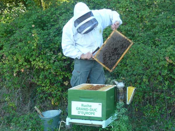 La ruche Grand-duc d europe