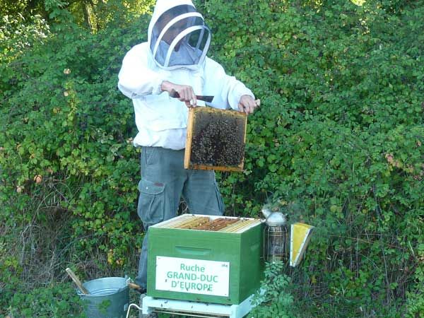 La ruche Grand-duc d europe