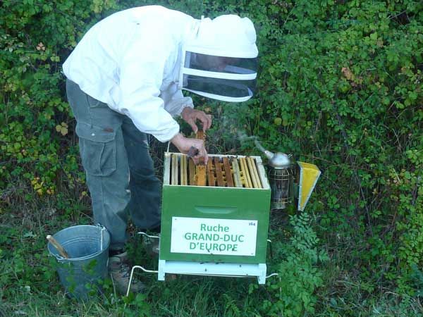 La ruche Grand-duc d europe