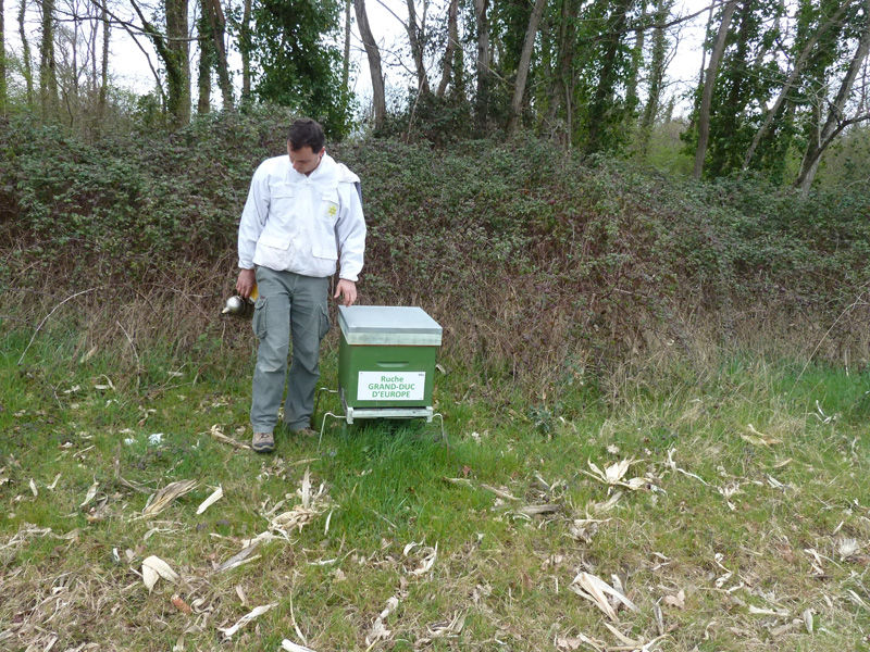 La ruche Grand-duc d europe