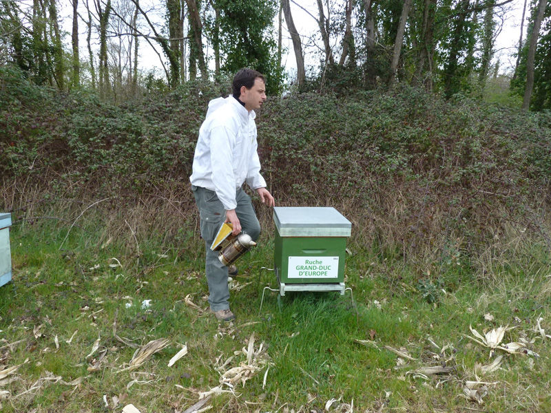 La ruche Grand-duc d europe