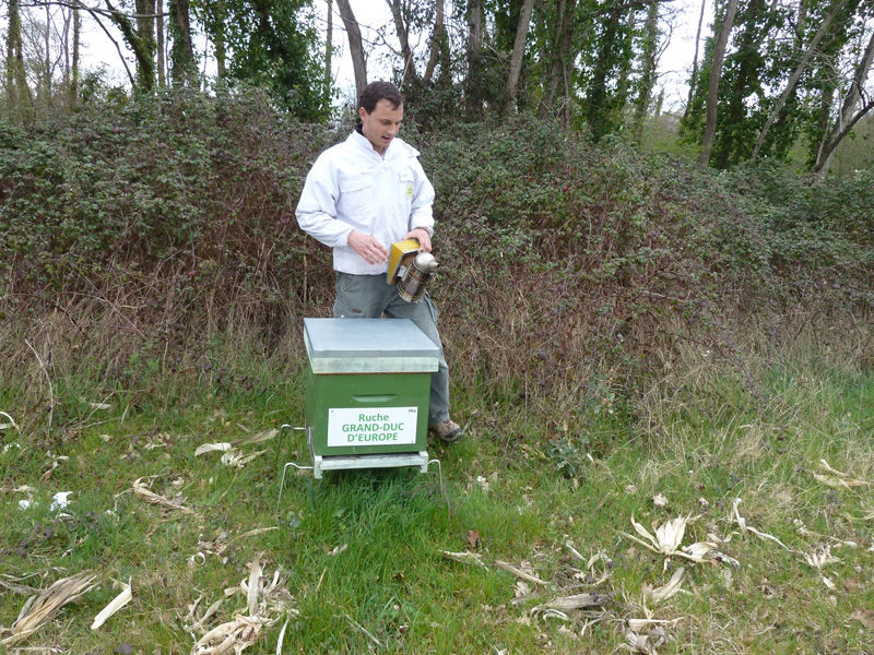 La ruche Grand-duc d europe