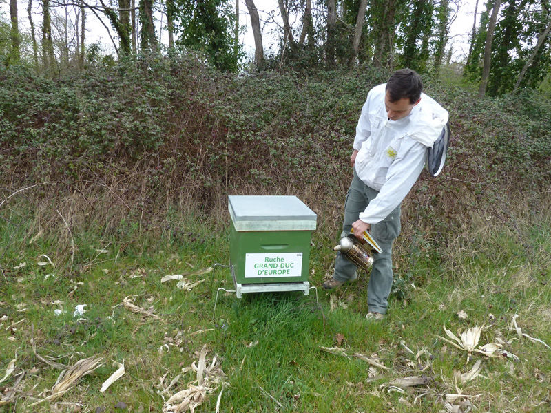 La ruche Grand-duc d europe