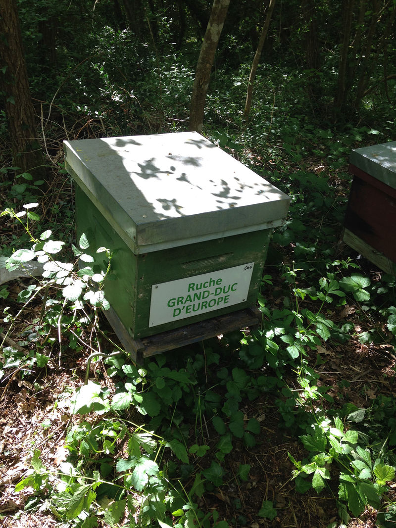 La ruche Grand-duc d europe