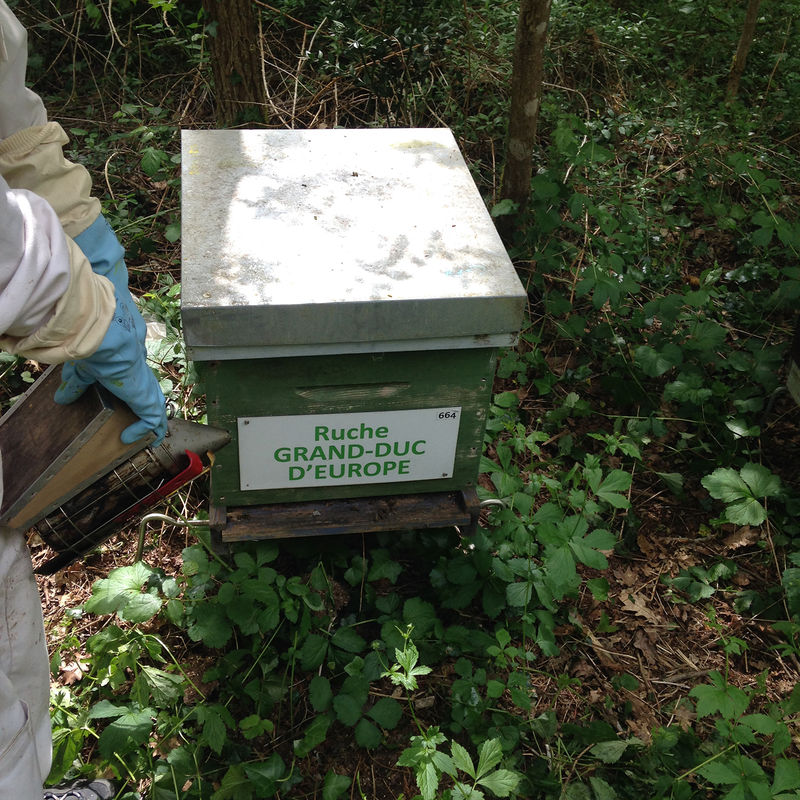 La ruche Grand-duc d europe