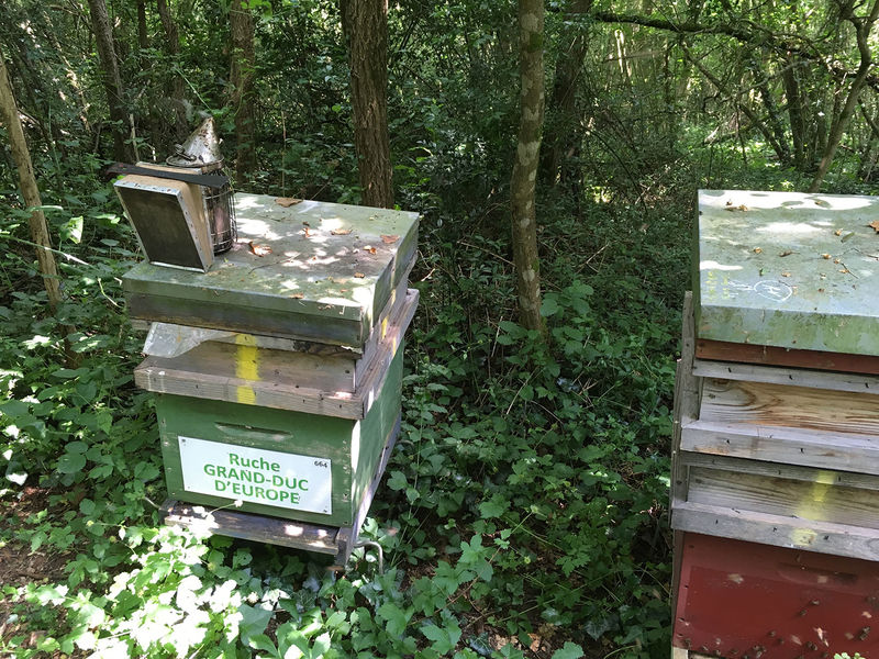 La ruche Grand-duc d europe