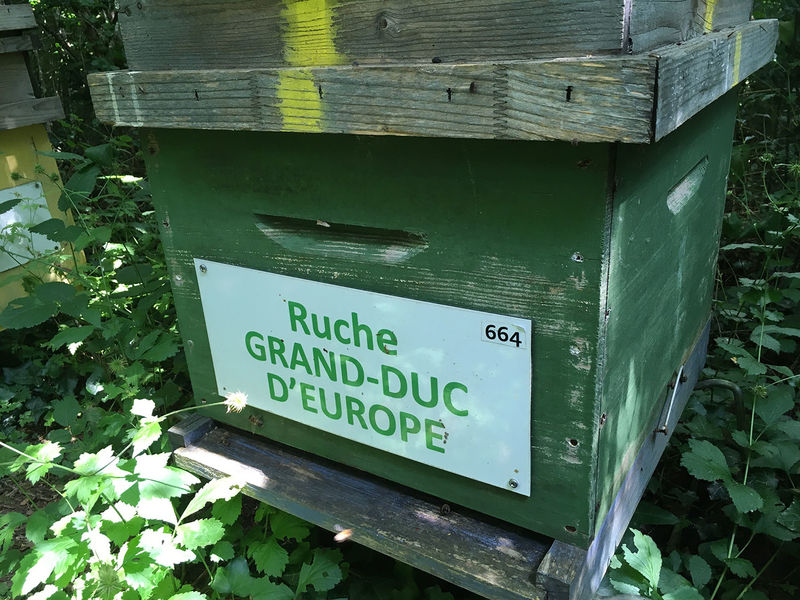 La ruche Grand-duc d europe