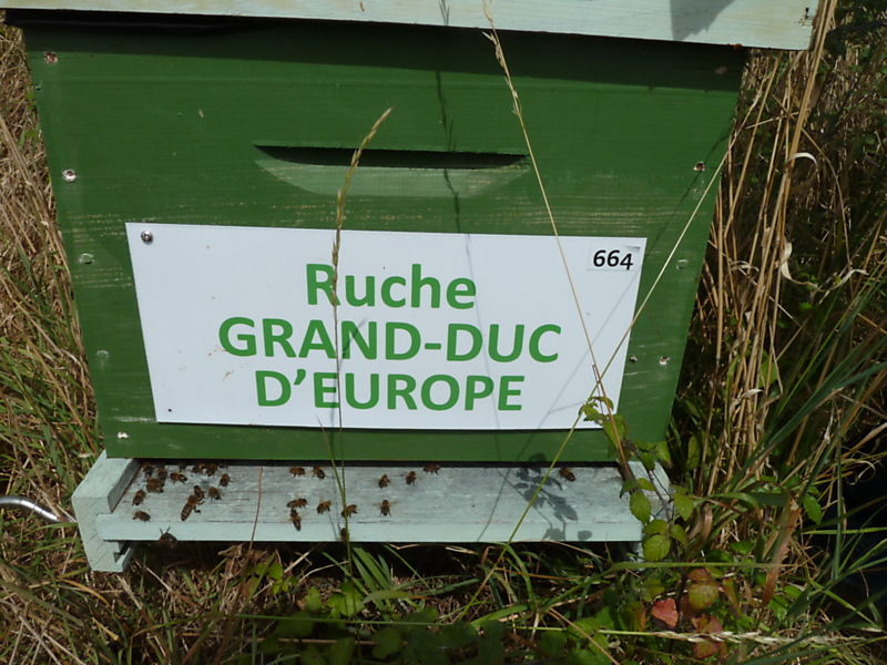 La ruche Grand-duc d europe