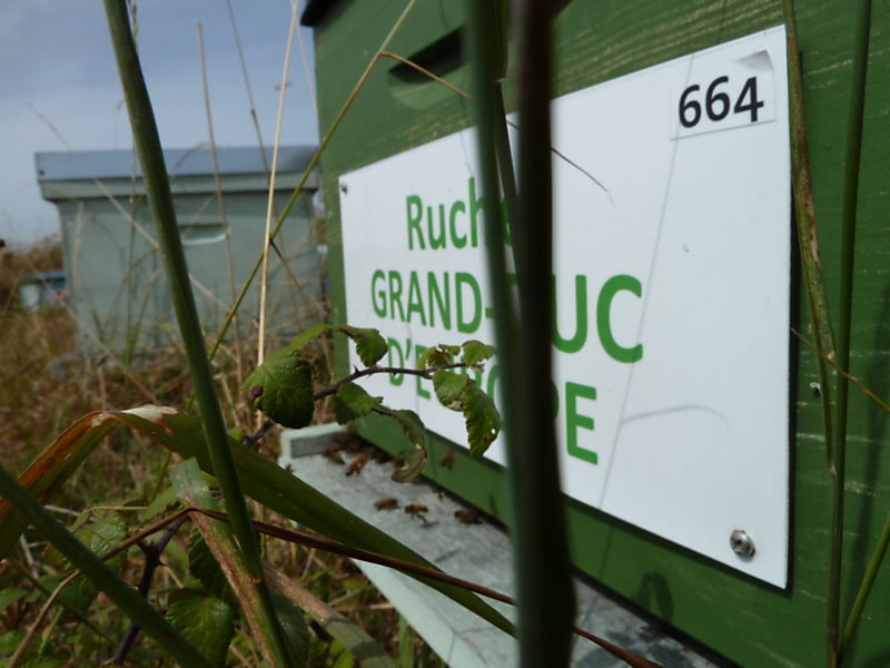 La ruche Grand-duc d europe