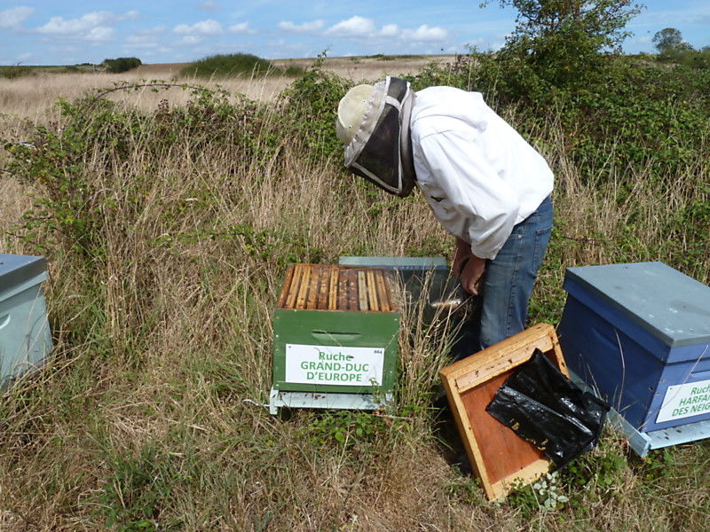 La ruche Grand-duc d europe