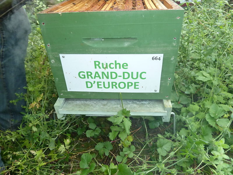 La ruche Grand-duc d europe