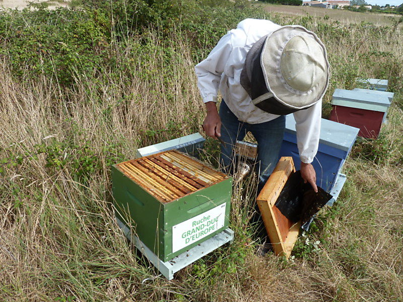 La ruche Grand-duc d europe