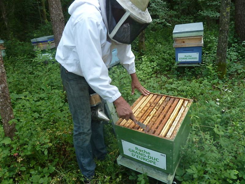 La ruche Grand-duc d europe