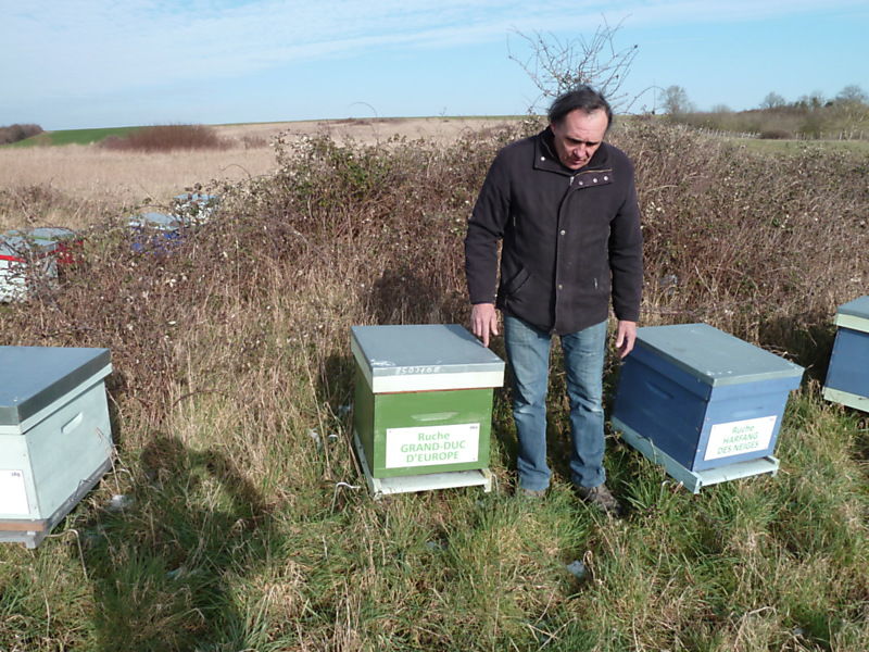 La ruche Grand-duc d europe