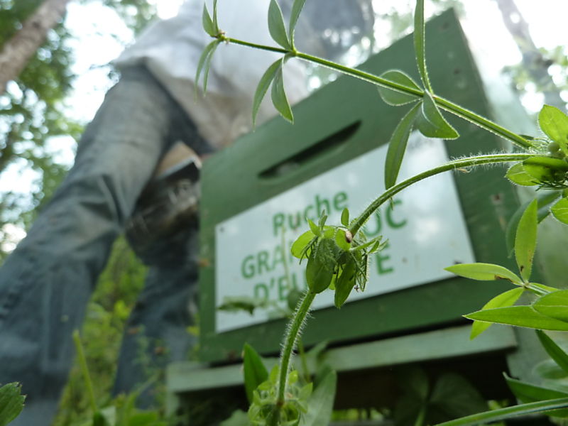 La ruche Grand-duc d europe