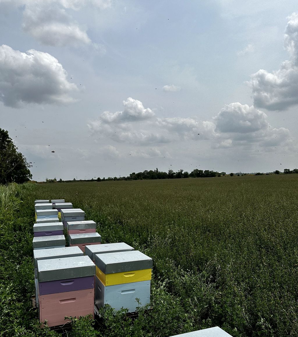 La ruche Grand-duc d europe