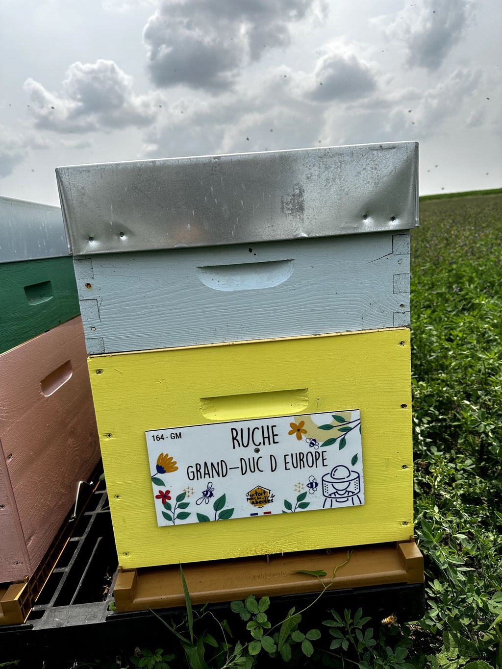 La ruche Grand-duc d europe
