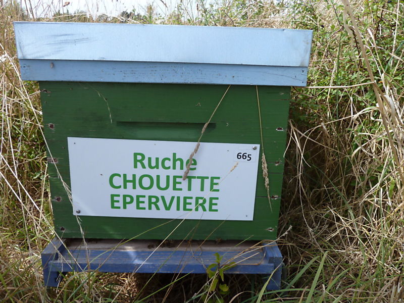 La ruche Chouette épervière