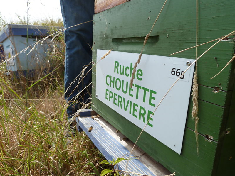La ruche Chouette épervière