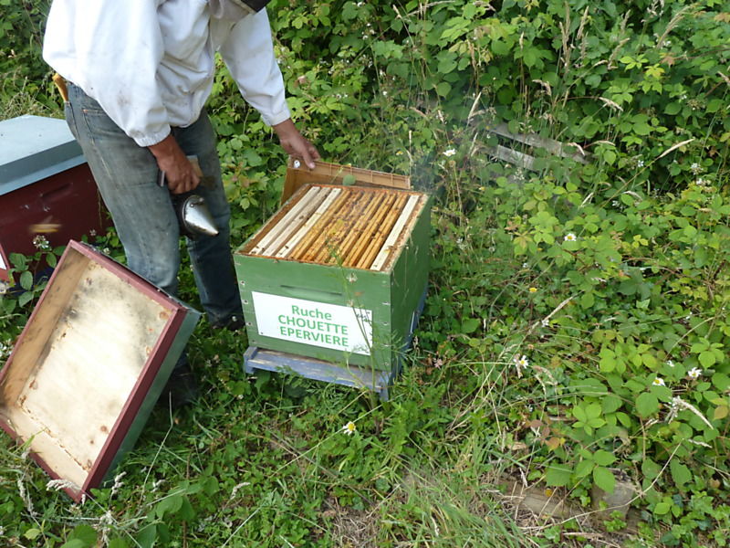 La ruche Chouette épervière
