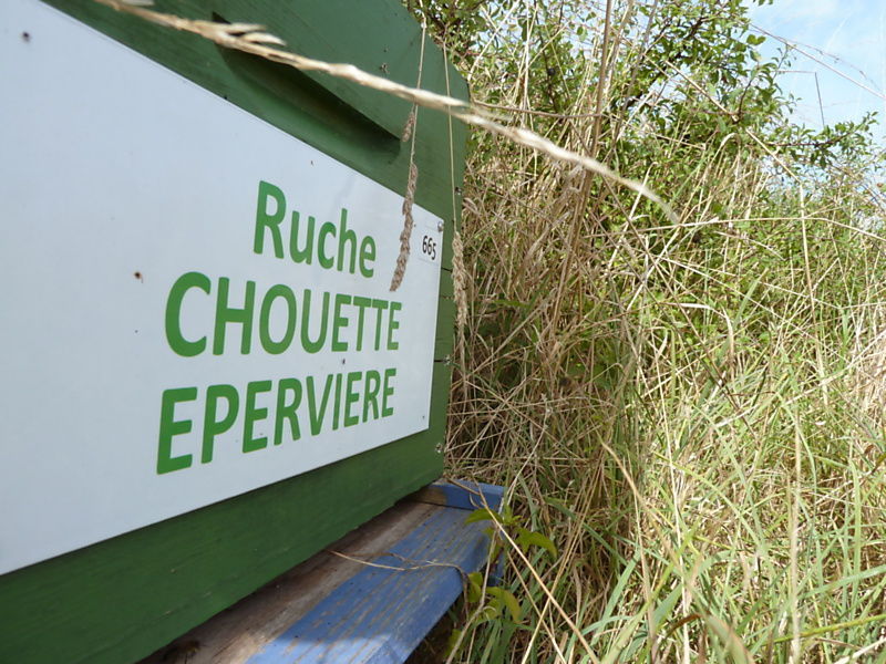 La ruche Chouette épervière