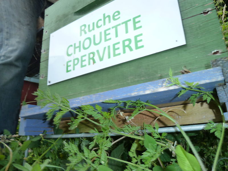 La ruche Chouette épervière