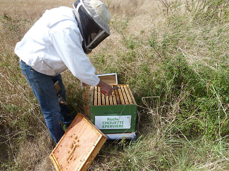 La ruche Chouette épervière