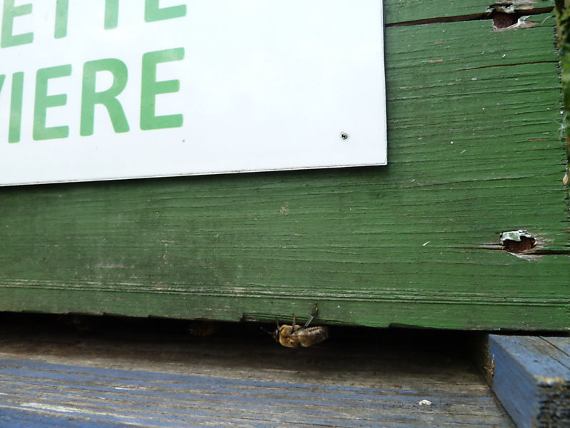 La ruche Chouette épervière