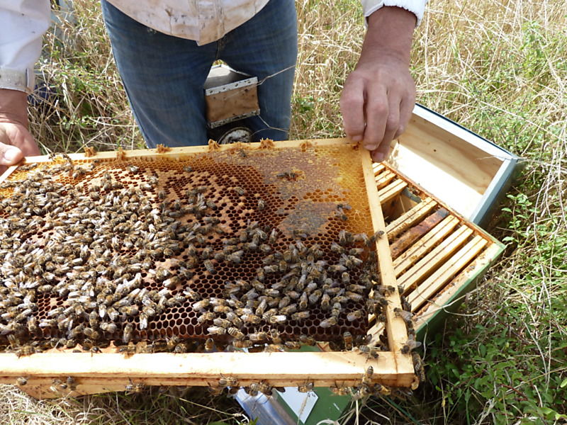 La ruche Chouette épervière