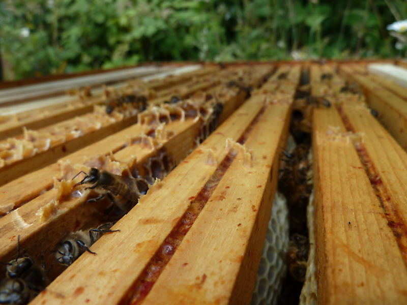 La ruche Chouette épervière