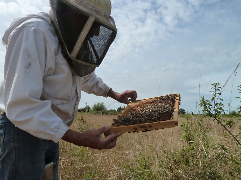 La ruche Chouette épervière