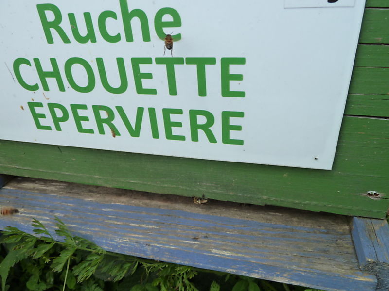 La ruche Chouette épervière