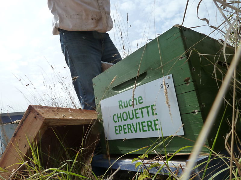 La ruche Chouette épervière