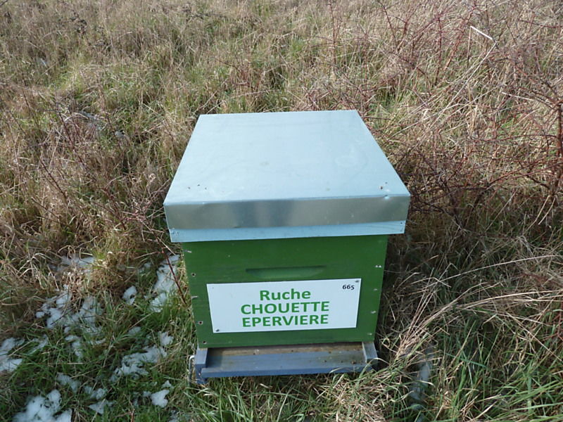 La ruche Chouette épervière