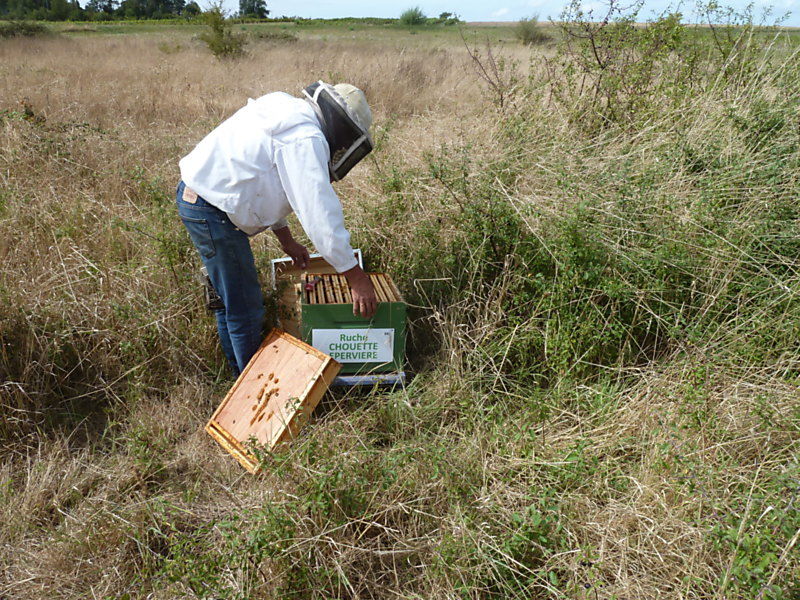 La ruche Chouette épervière