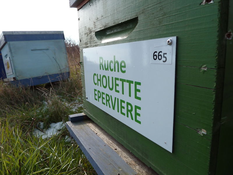 La ruche Chouette épervière