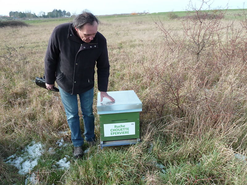 La ruche Chouette épervière