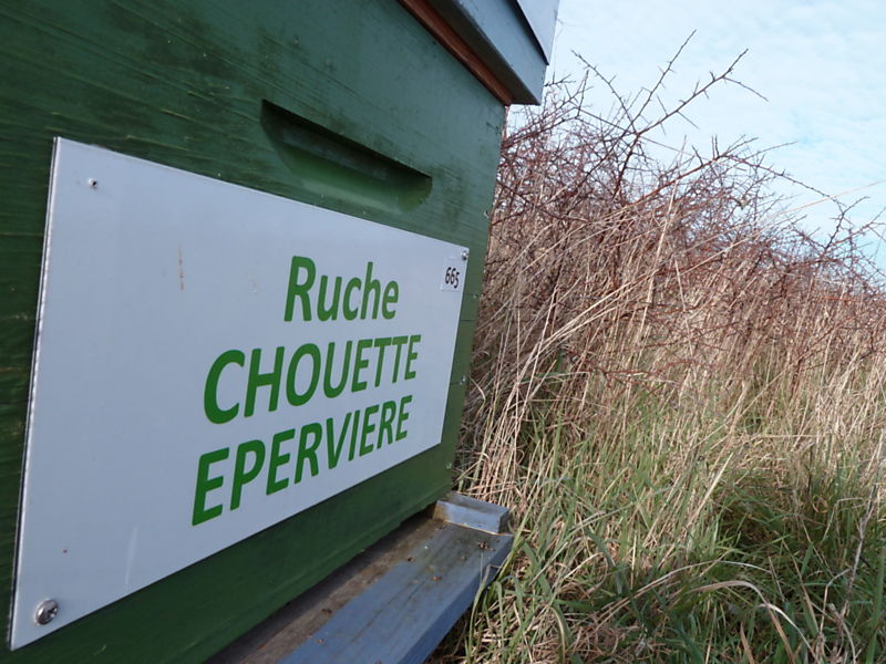 La ruche Chouette épervière