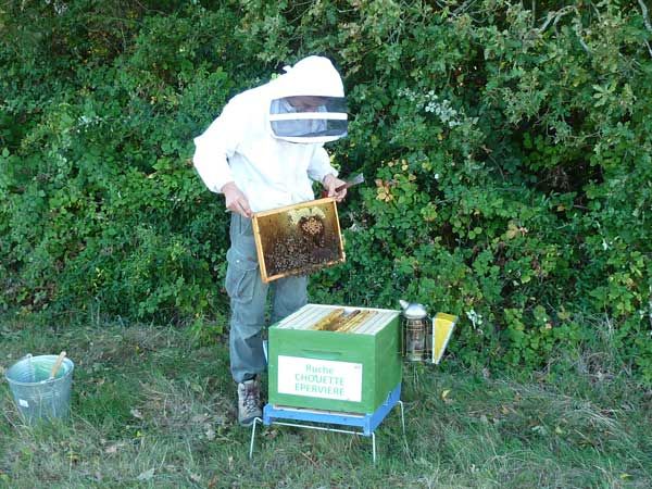 La ruche Chouette épervière