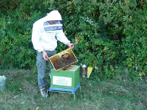 La ruche Chouette épervière