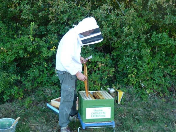 La ruche Chouette épervière